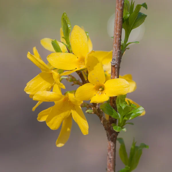 Forsythia i fjäder närbild — Stockfoto