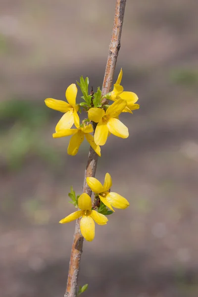 Forsythia in the foreground — Stock Photo, Image