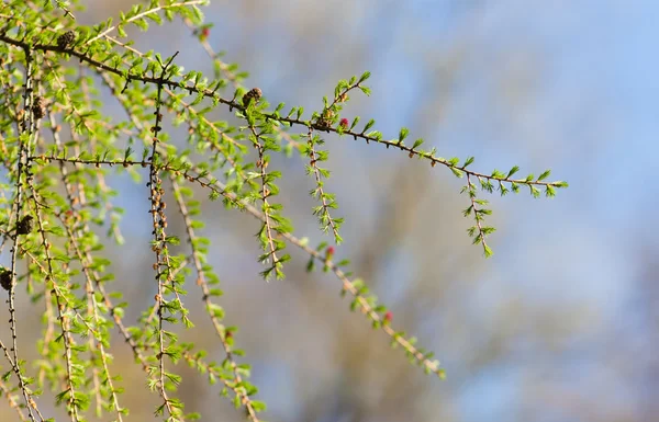 Larch branches in the spring — Stock Photo, Image