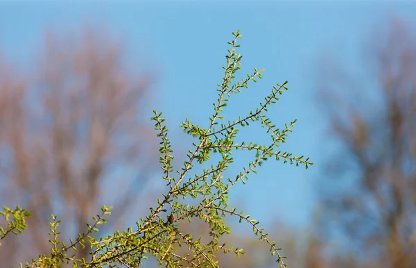 Ветви зеленой весны — стоковое фото