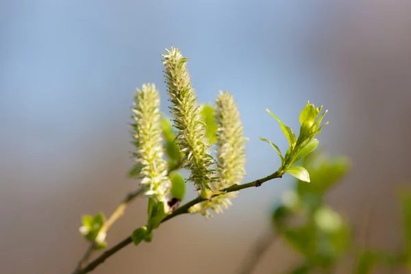 Primavera verde rama primer plano —  Fotos de Stock
