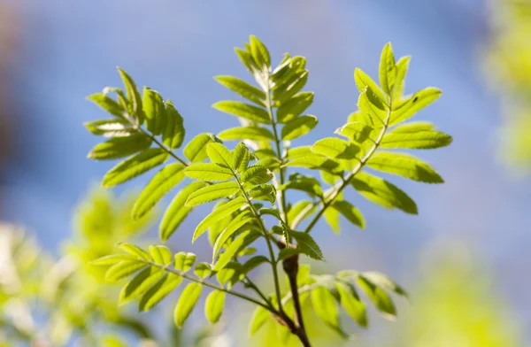 Rowan green leaves — Stock Photo, Image