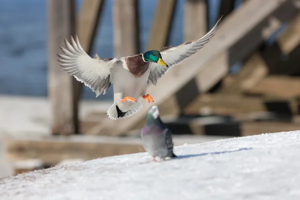 Pato pouso na neve — Fotografia de Stock