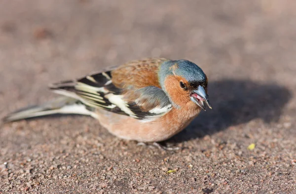 Chaffinch eating seeds — Stock Photo, Image