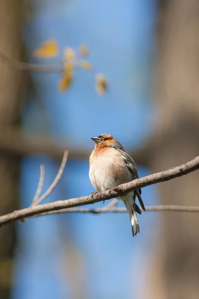 Chaffinch sitting on a tree branch — Stock Photo, Image