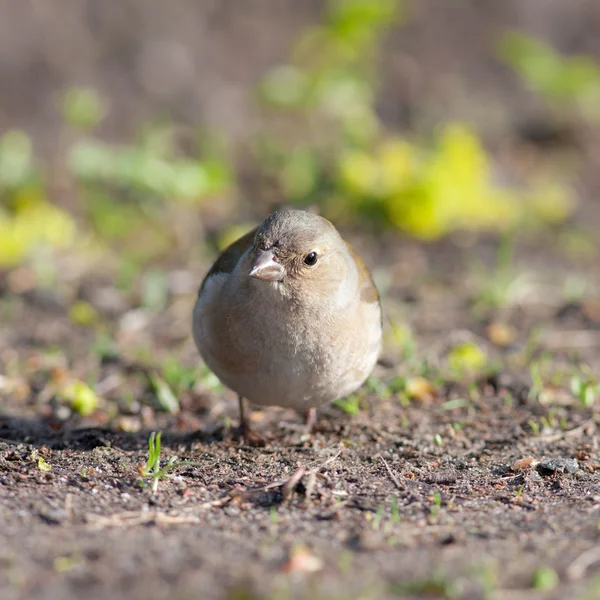 봄에 Chaffinch — 스톡 사진