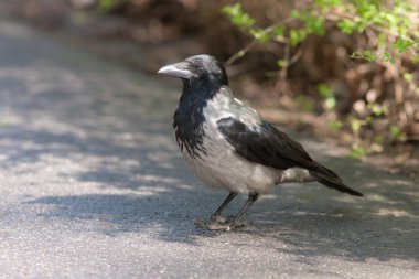karga asfalt üzerinde