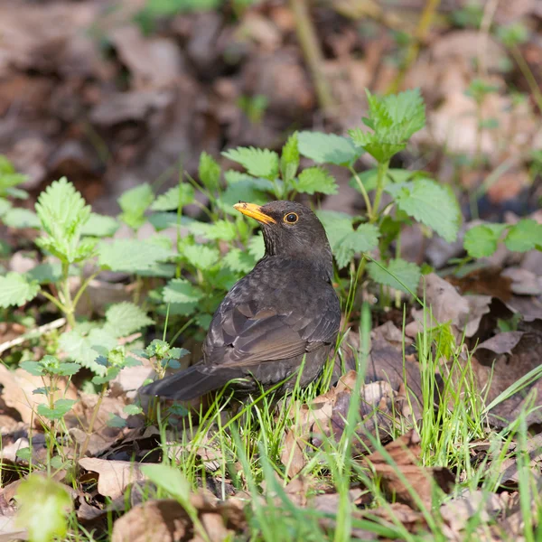 Porträt einer Amsel — Stockfoto