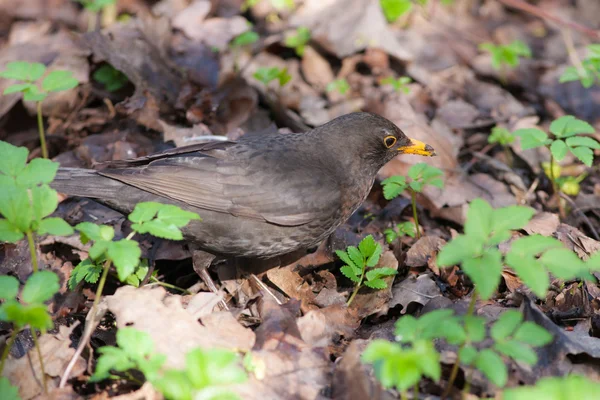 Blackbird zblízka — Stock fotografie