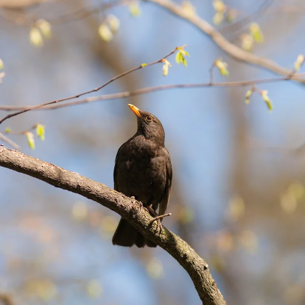 Portrait of a blackbird — Stock Photo, Image