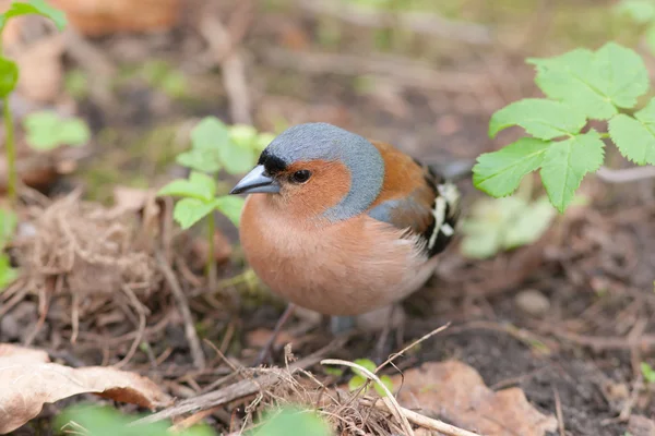 Chaffinch de perto — Fotografia de Stock