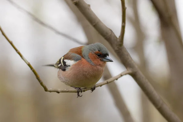 Fringuello su un ramo d'albero — Foto Stock