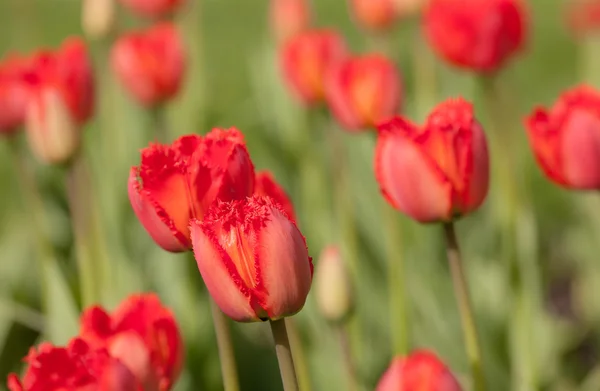 Tulipani rossi primo piano — Foto Stock