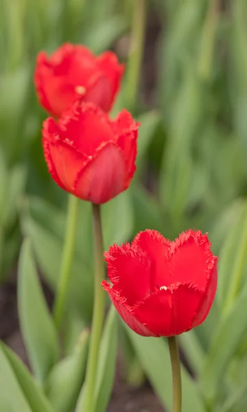 Tulipas vermelhas da primavera — Fotografia de Stock
