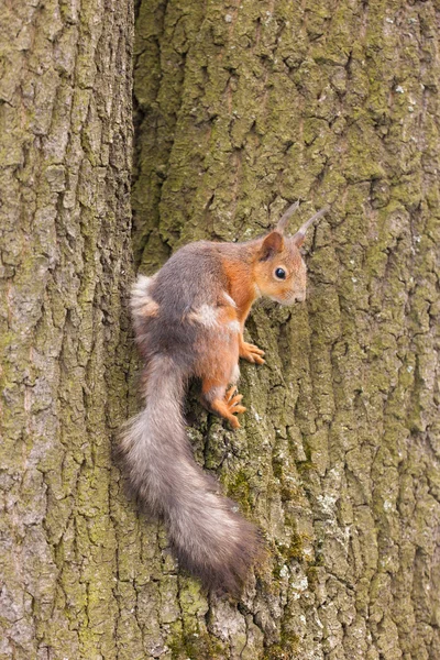 Esquilo no tronco — Fotografia de Stock