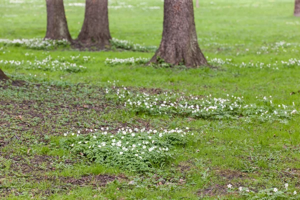 Kvetoucí sasanky v trávě — Stock fotografie