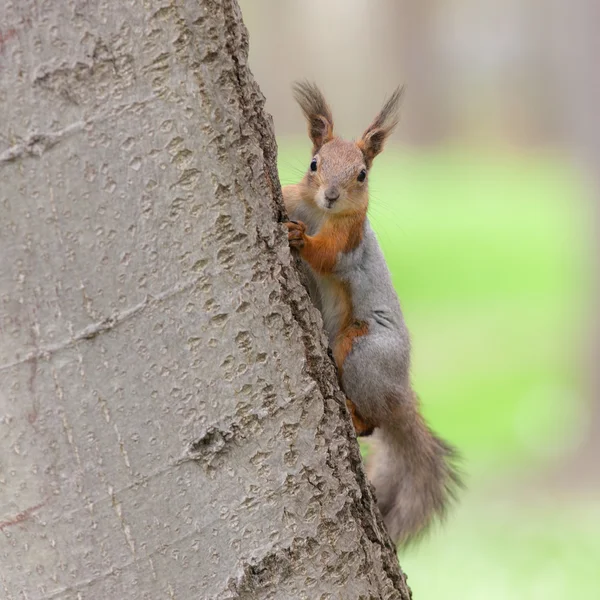 Portret van een eekhoorn — Stockfoto