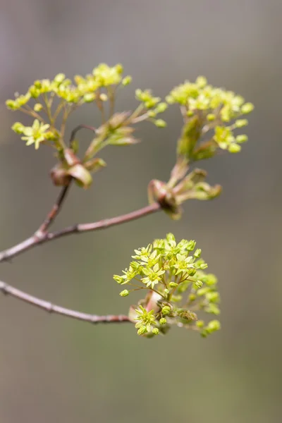 Maple in the spring closeup — Stock Photo, Image
