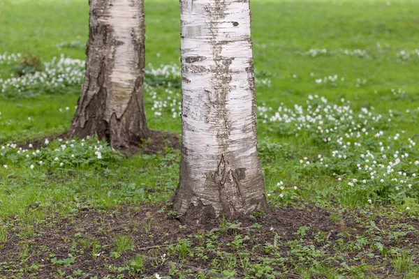 Anemone near birches — Stock Photo, Image