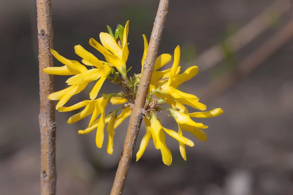 Forsythia close up — Stock Photo, Image