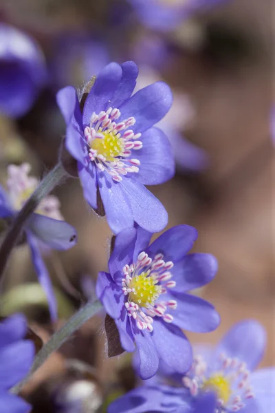 Anemone flowers close up — Stock Photo, Image