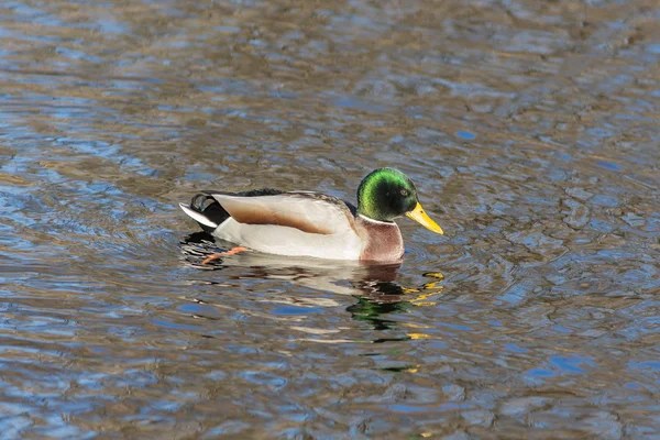 Retrato de um pato — Fotografia de Stock