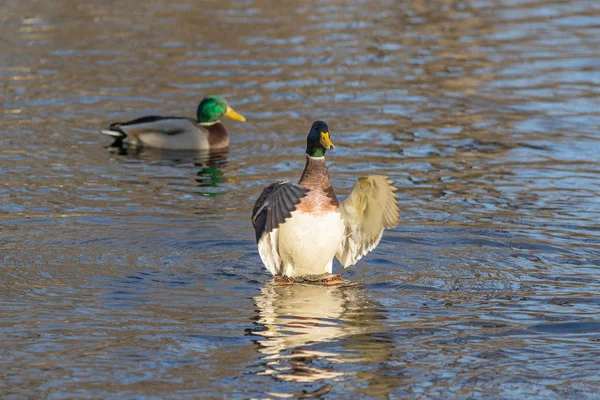 Sudaki iki ördek — Stok fotoğraf
