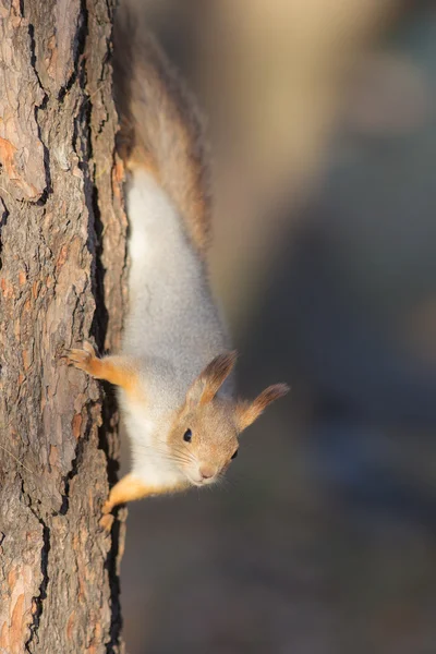 Esquilo em uma árvore — Fotografia de Stock