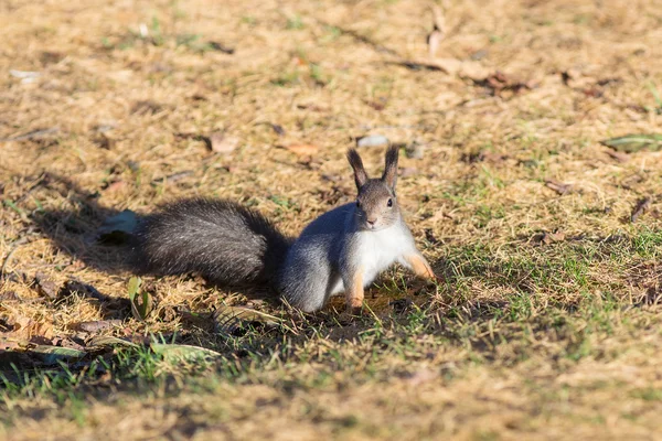 Ardilla en otoño —  Fotos de Stock