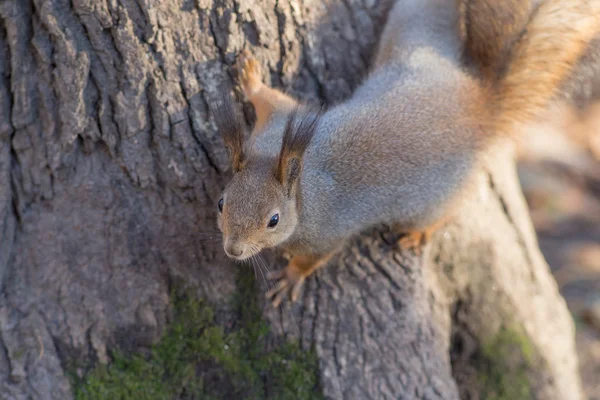 Eichhörnchen sitzt auf einem Baum — Stockfoto
