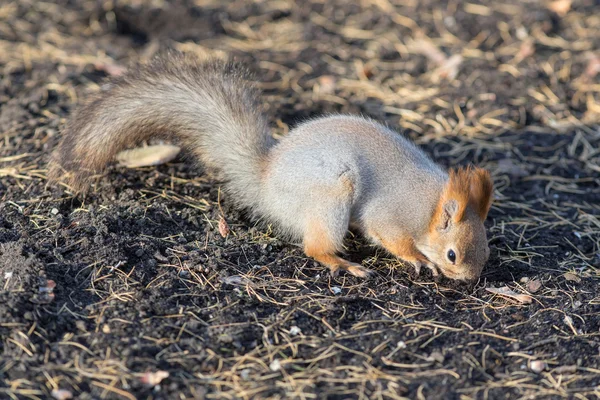 Squirrel digs the ground — Stock Photo, Image