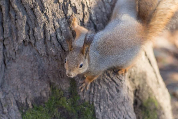 Écureuil assis sur un arbre Images De Stock Libres De Droits