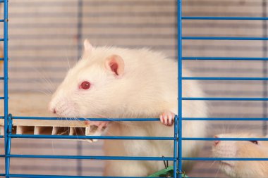 bir kafeste yerli sıçan