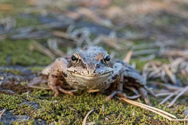 Porträtt av padda närbild — Stockfoto