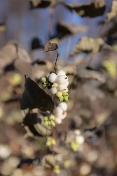 Sneeuwbes tak in de herfst — Stockfoto