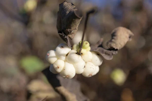 Pobočka Snowberry s plody — Stock fotografie