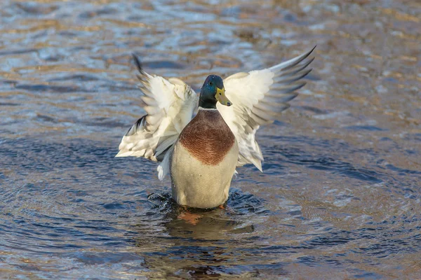 Eend flappen zijn vleugels op het water — Stockfoto