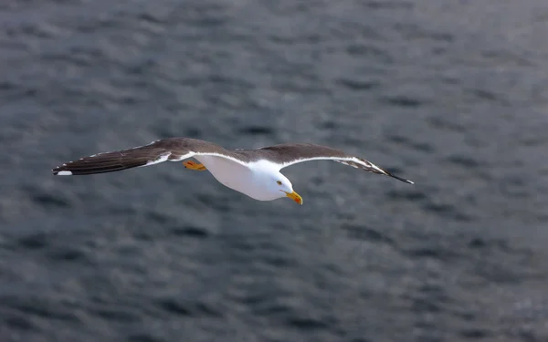 Seagull in flight — Stock Photo, Image