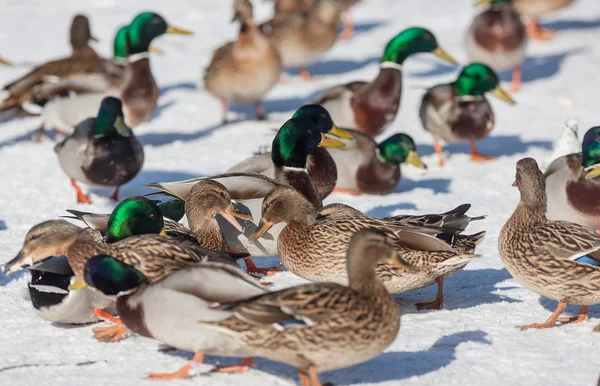 Grande rebanho de patos — Fotografia de Stock