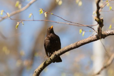 Ağaçtaki karatavuk.
