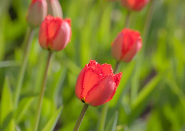 Tulipani da vicino — Foto Stock