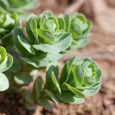 Küçük dekoratif lahana