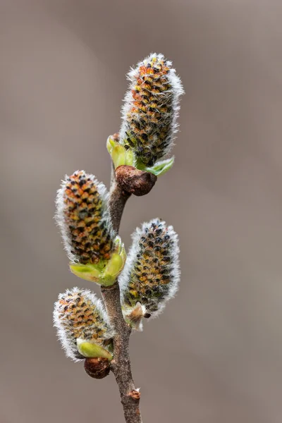 Bourgeons de saule au premier plan — Photo