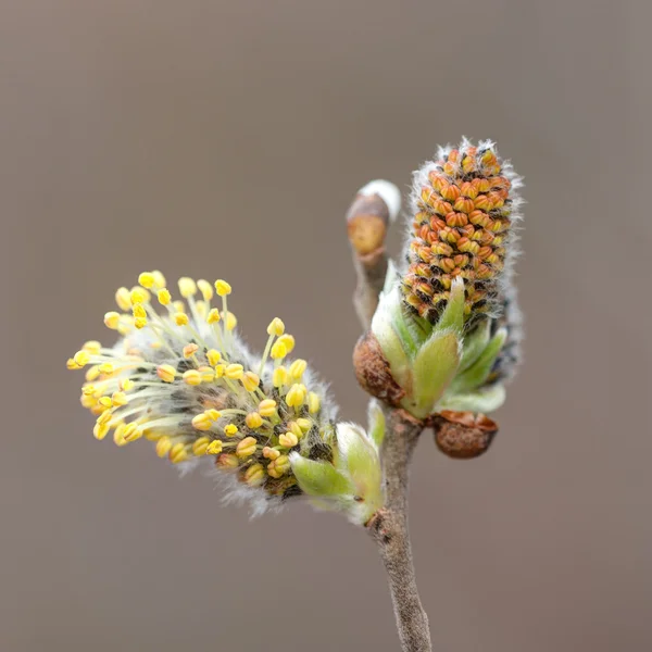 Bourgeons de saule fermer — Photo