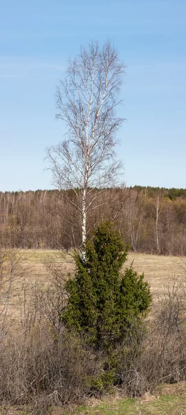 Bříza a jedle — Stock fotografie