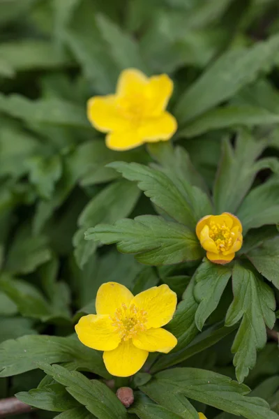 Kwitnący pełnik zbliżenie — Zdjęcie stockowe