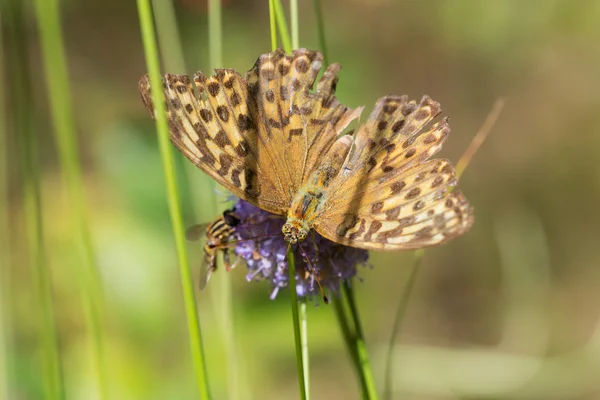 Papillon dans l'herbe — Photo