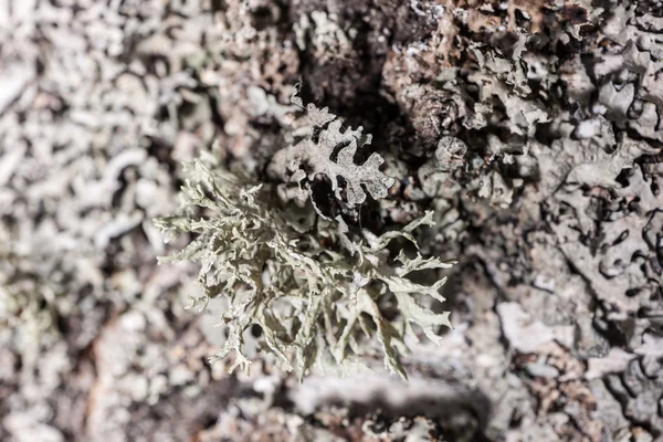 Lichen on the bark of a tree — Stock Photo, Image