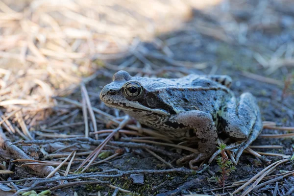 Toad close-up — Stockfoto