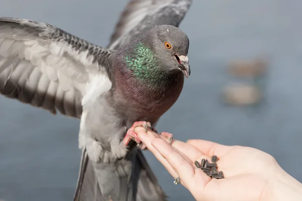 Pigeon on the palm — Stock Photo, Image